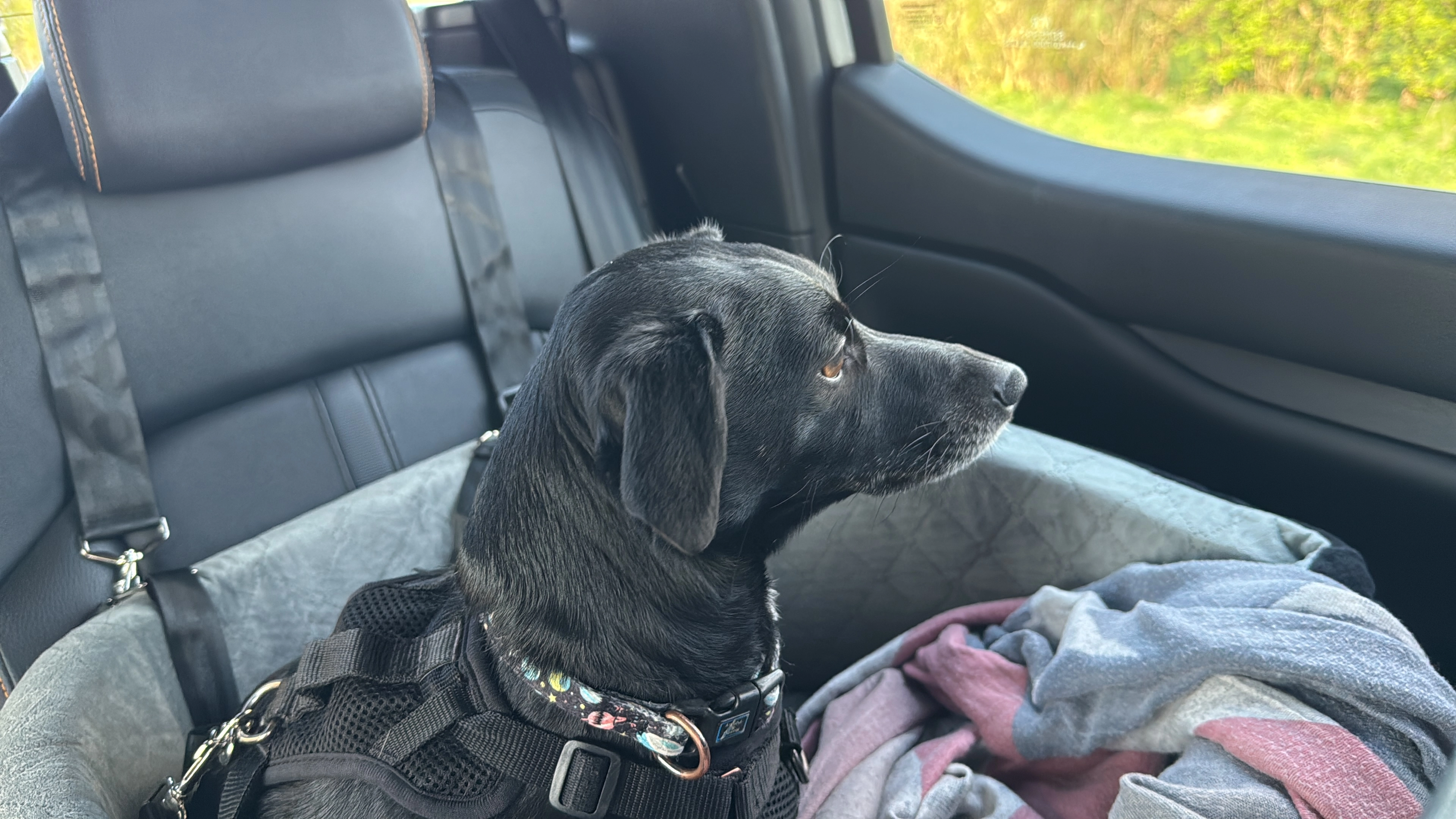 Bosun - William Gee Drive, Hull