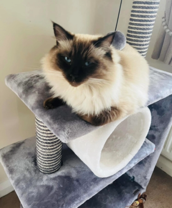 Tommy - Rolinsden Way, Keston