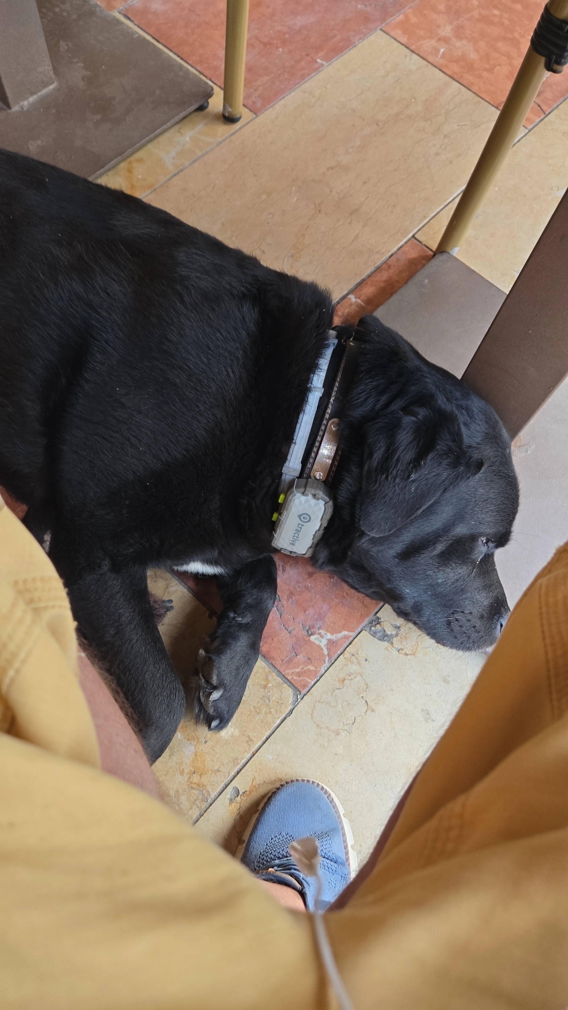 Zeus,  black lab , white chest  - Late Allauddin Shakurbhai Shekh Marg, Ahmedabad
