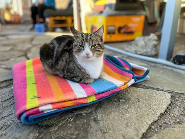Socki - Rauchenbichlerstraße 26, Salzburg