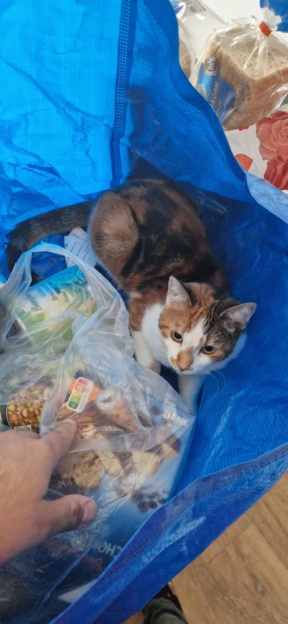 Molly - Arloffer Straße, Euskirchen