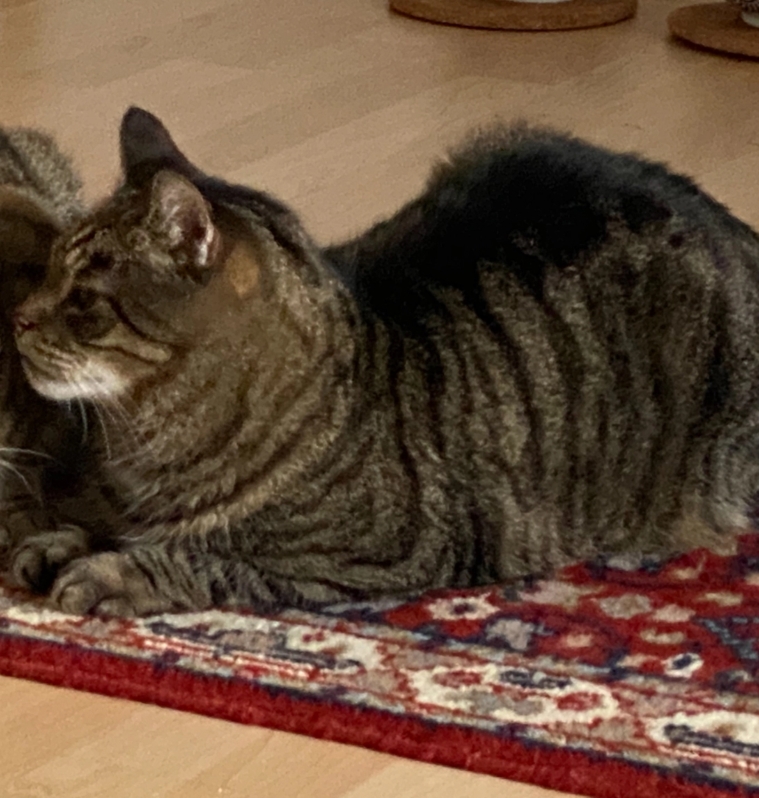 Nuni  - Magnusstraße, Friedrichshafen