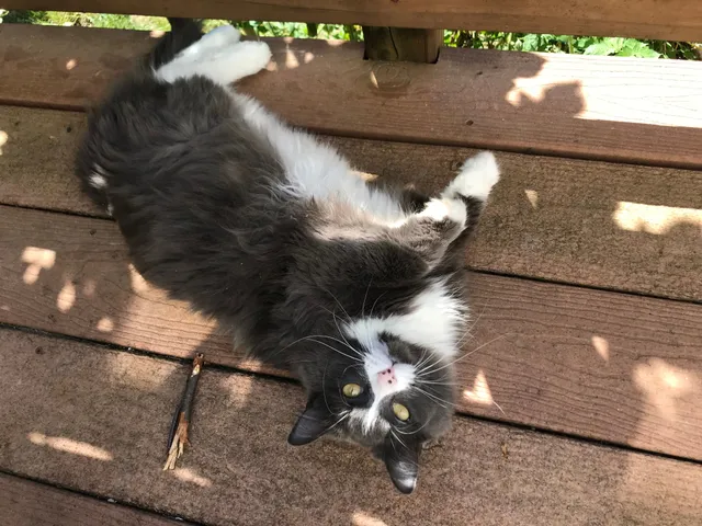 Gandalf - 5912 Peregrine Dr, Burke