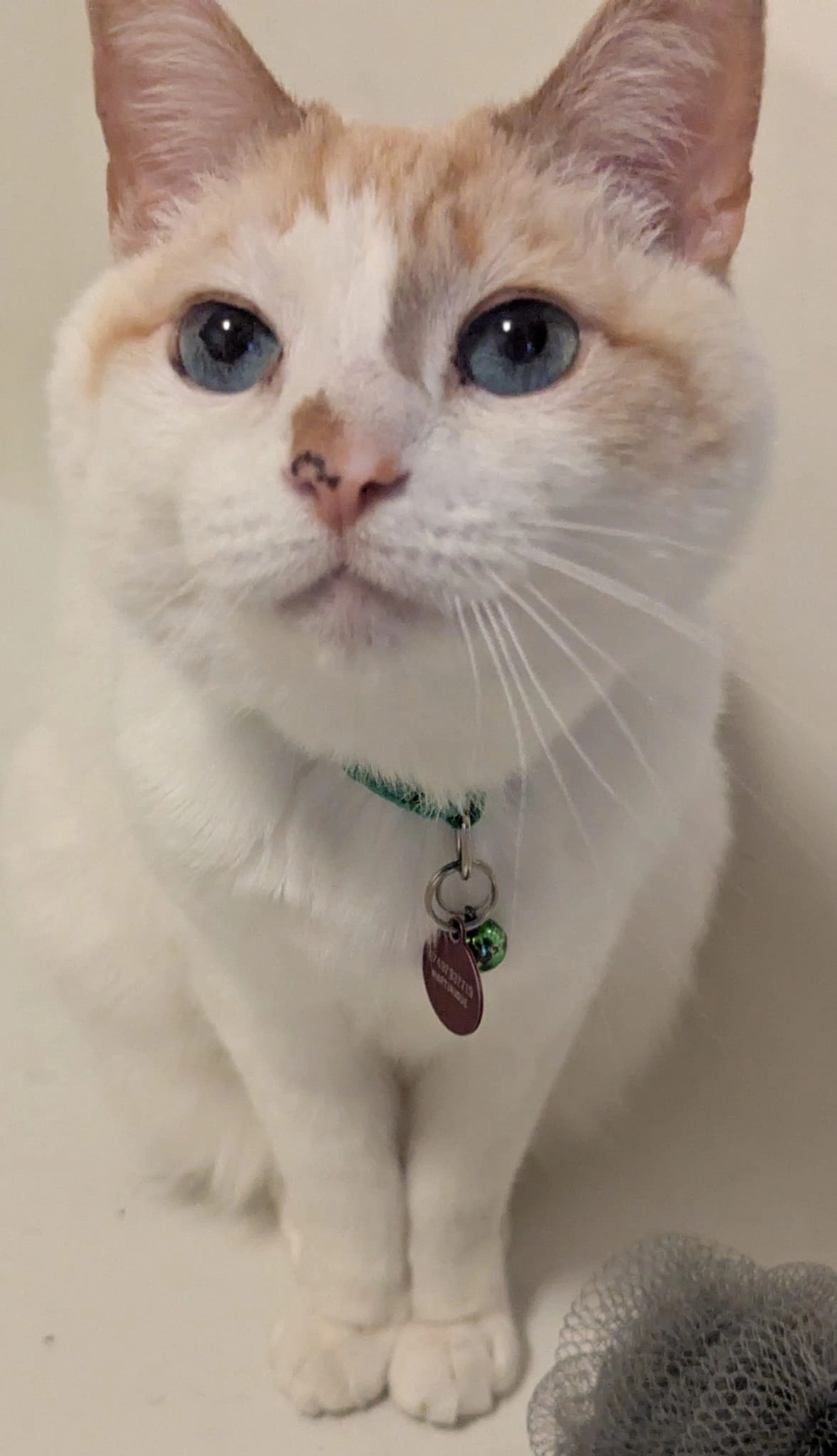 Obi Wan  - OX16 5, Banbury