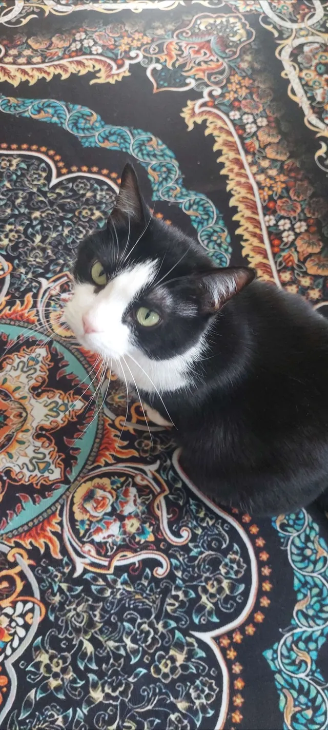 Molly - 1st Street, Little Elm