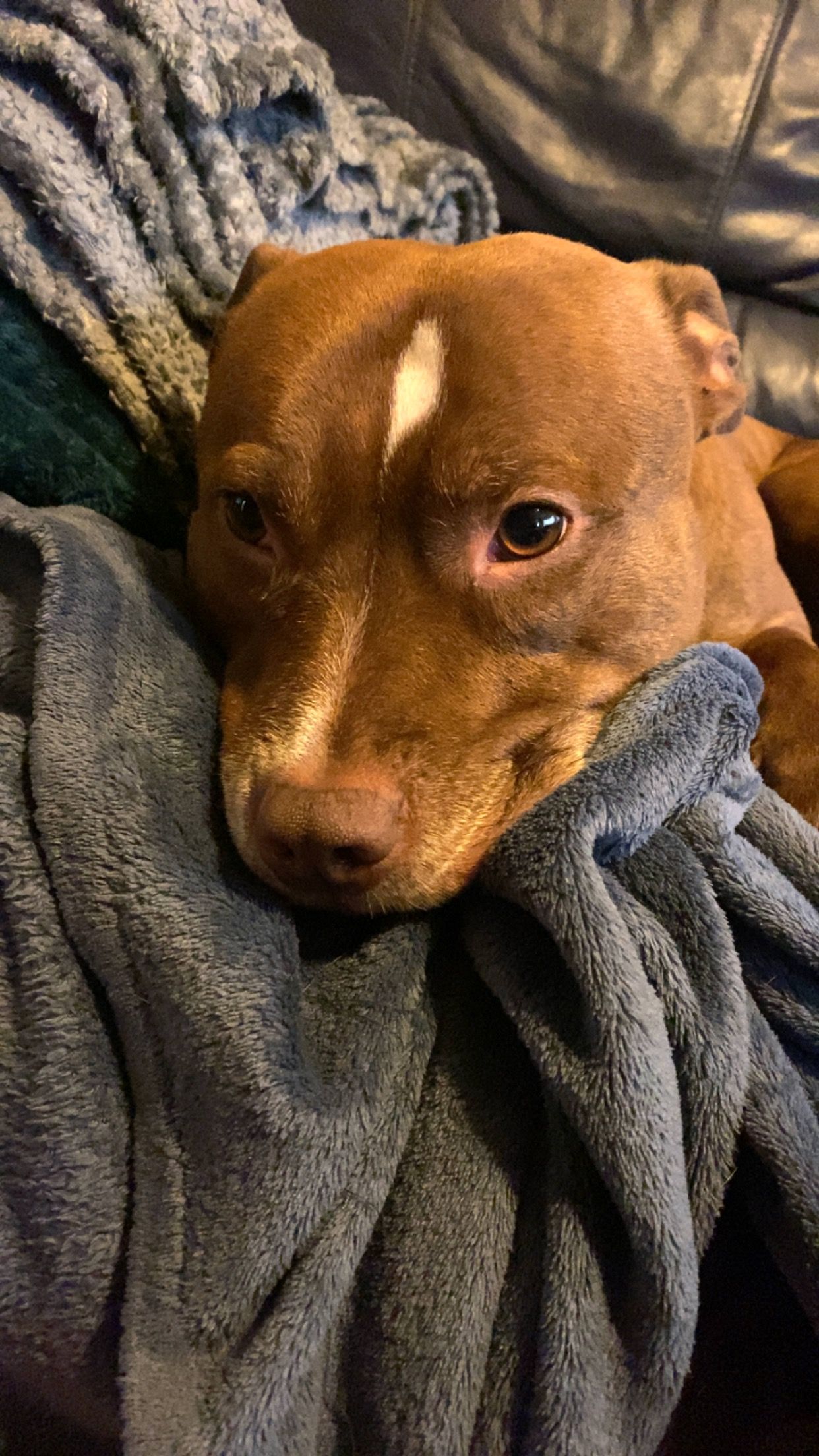 Coco - Braemar Drive, Leicester