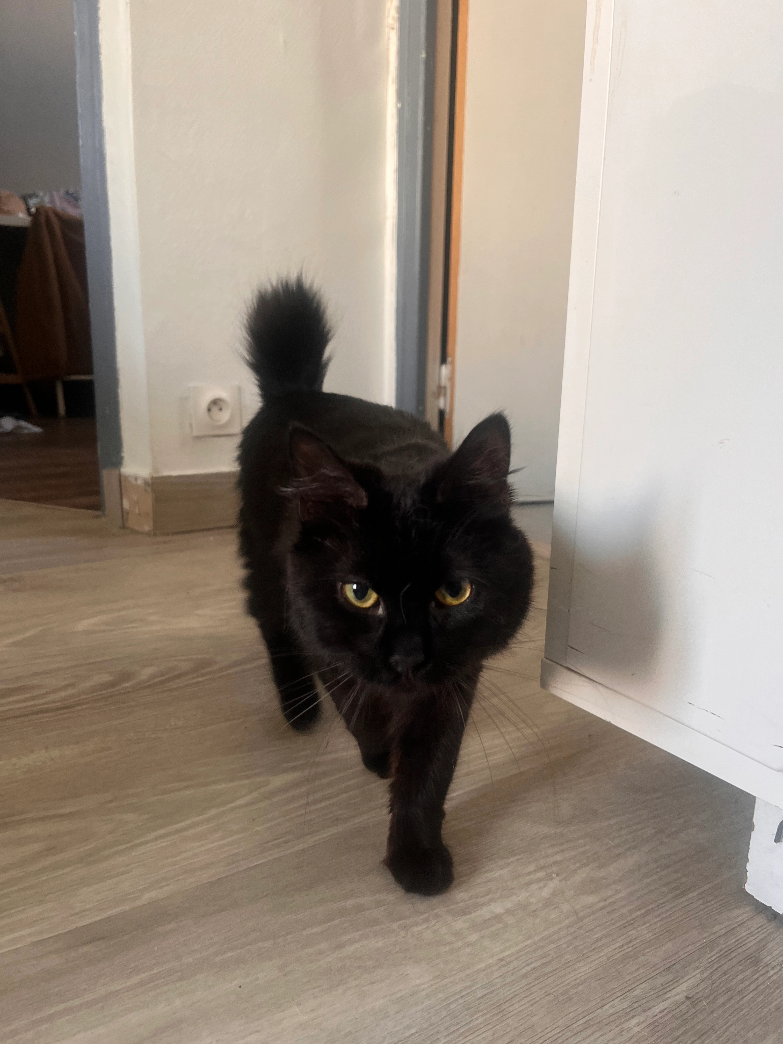 bagheera - 18 Allée de l'Espéranto, Montferrier-sur-Lez