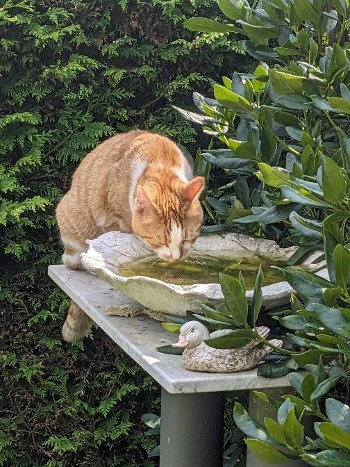 Leia - Friedeburger Hauptstraße, Friedeburg