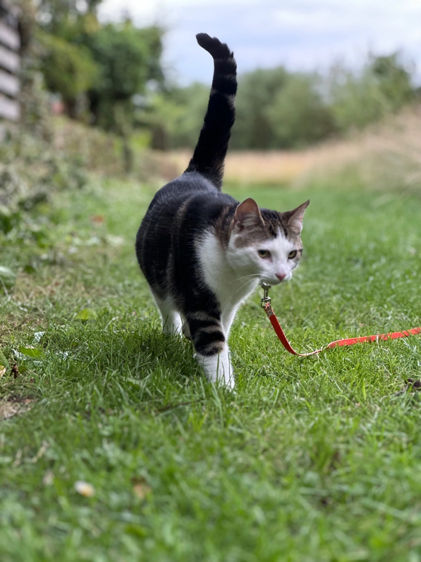 Zozo - Elzenstraat, Vogelwaarde