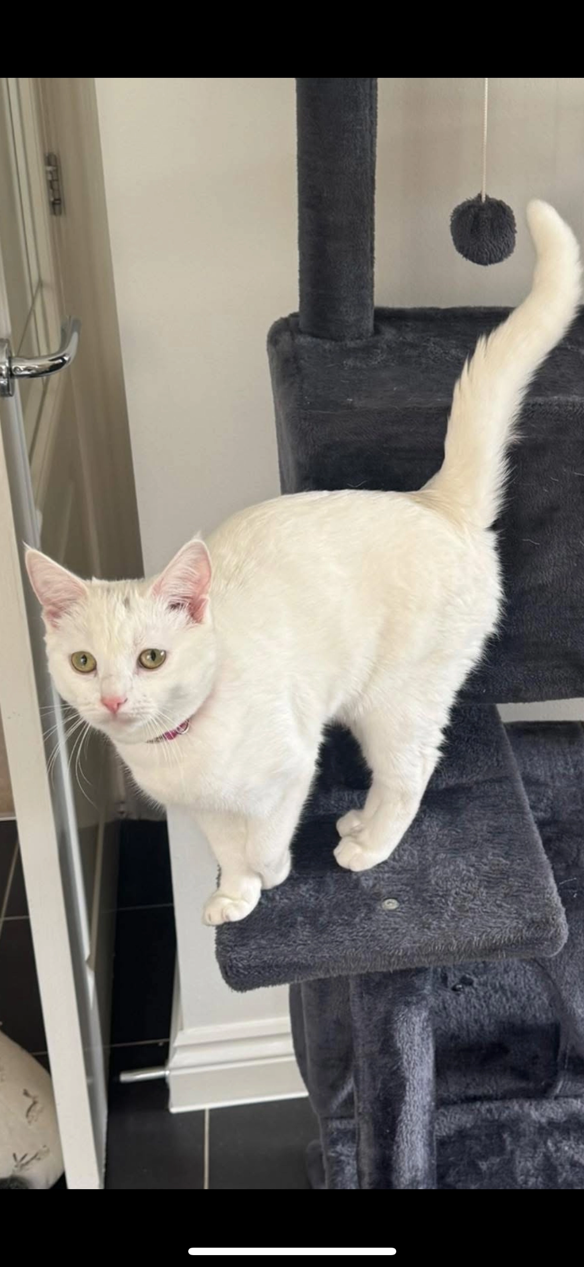 Snowy - Percival Place, Basingstoke