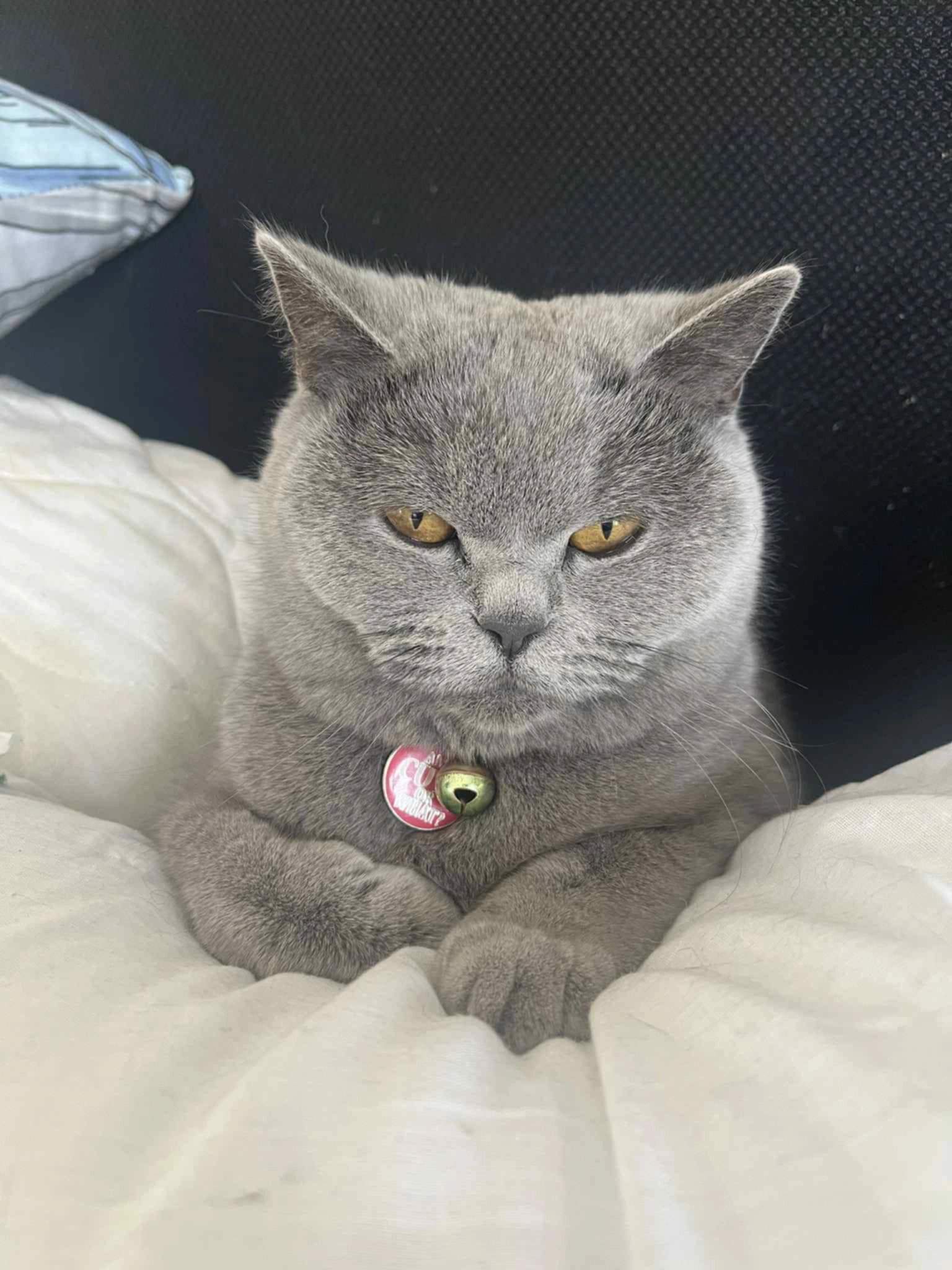 Rosie - Rockfield Park, Blanchardstown