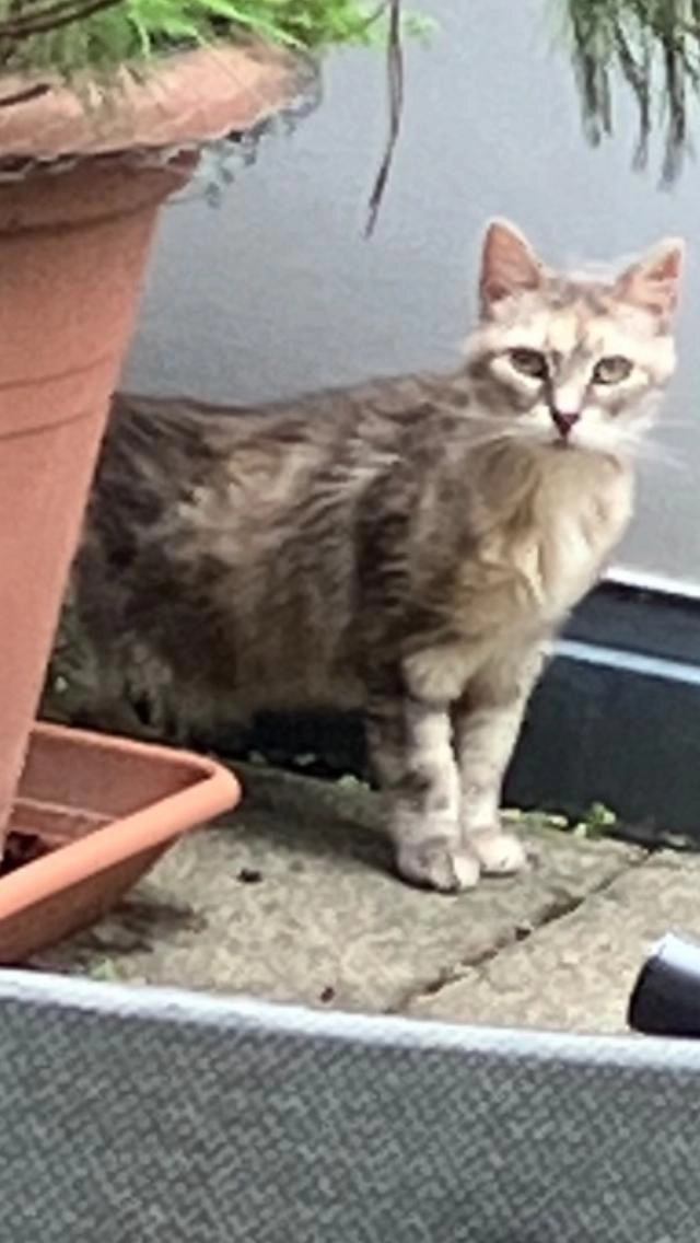 Lea  - Tschäpperliring 6, Reinach