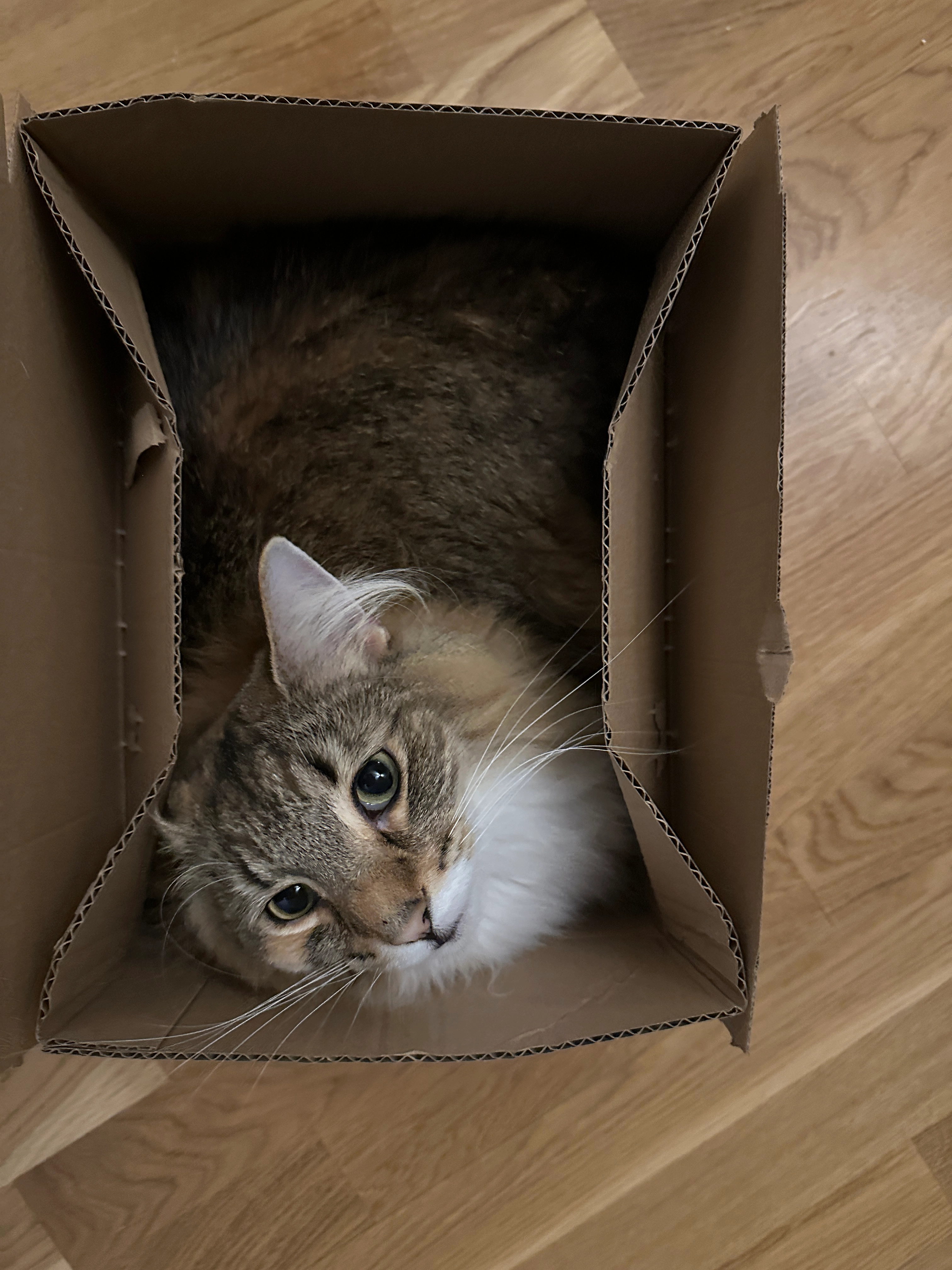 Kaya - Urvädersgränd 11, Stockholm