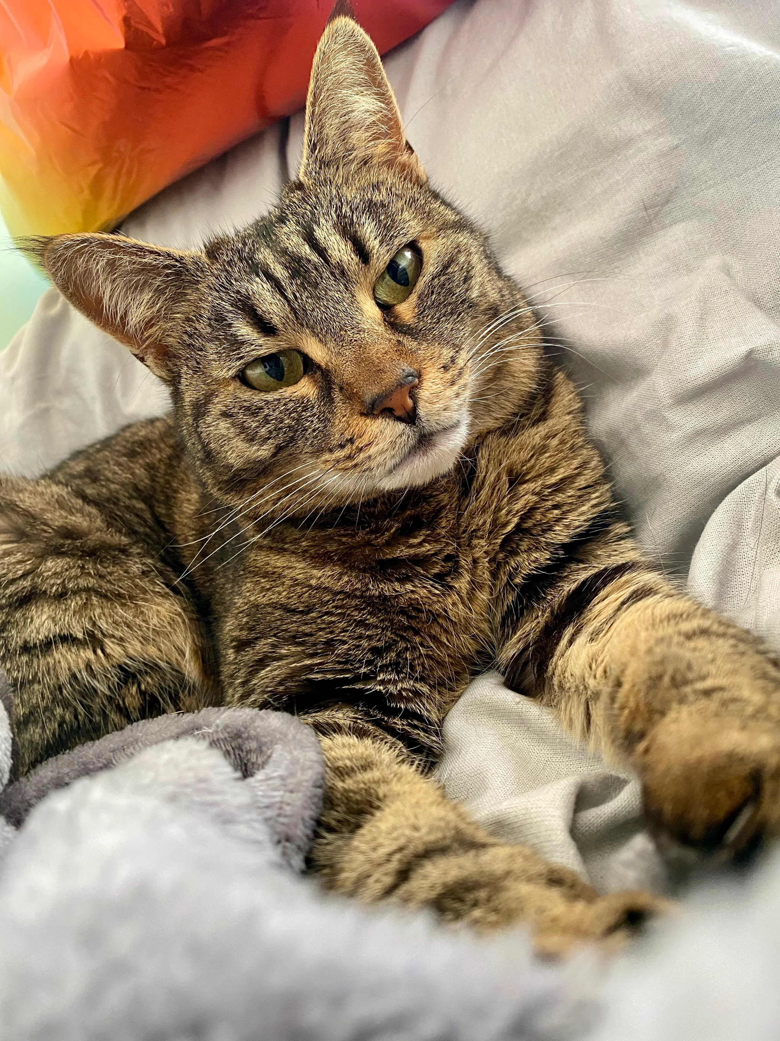 Noisette - Chemin des Gonagues, Allauch