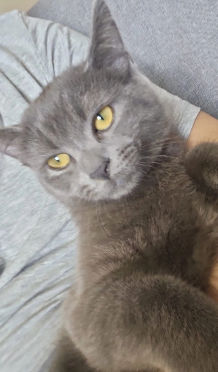 Belle - Rue Grétry, Liège