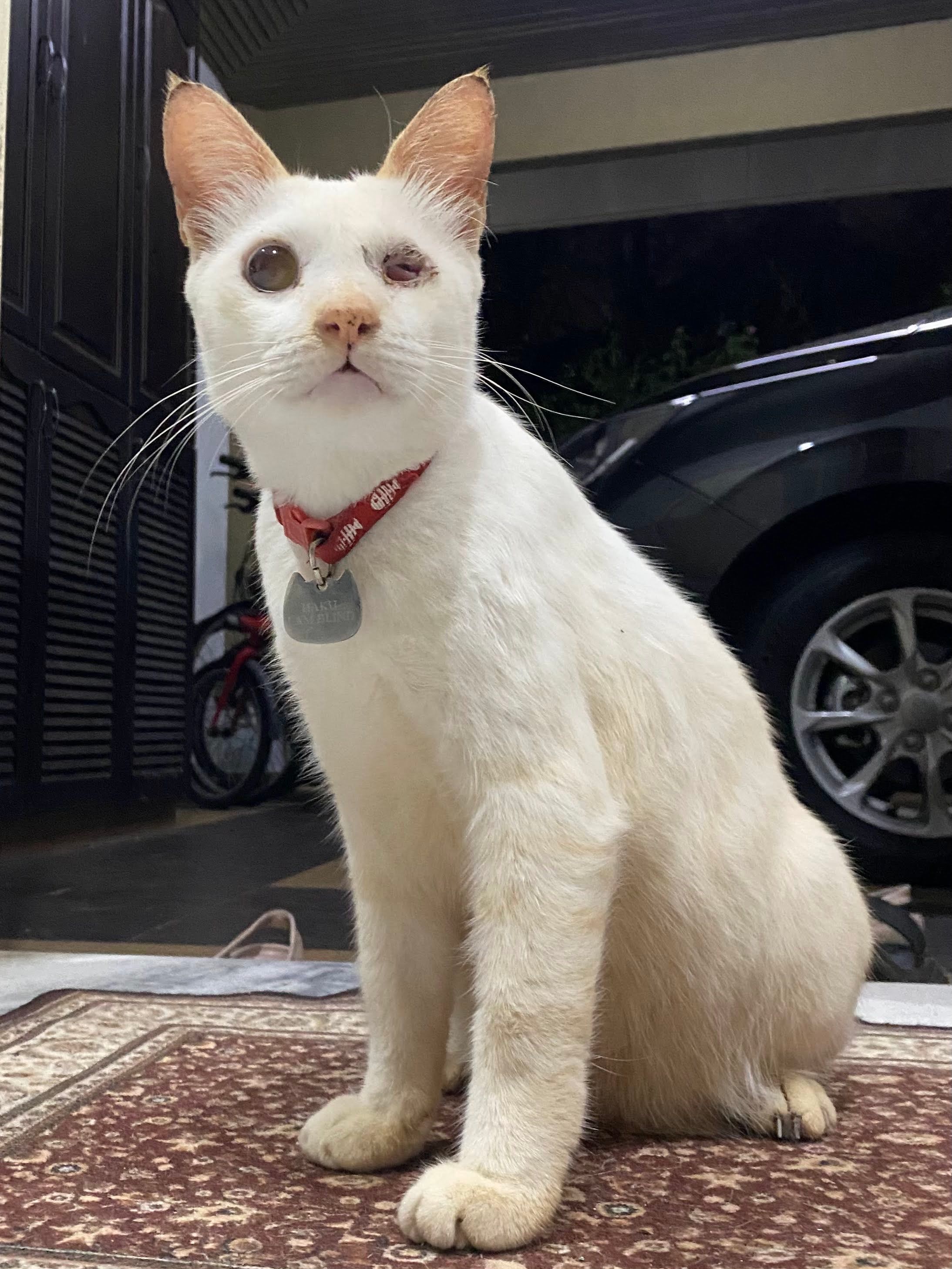 Haku - Jalan Teluki 6C, Bukit Sentosa