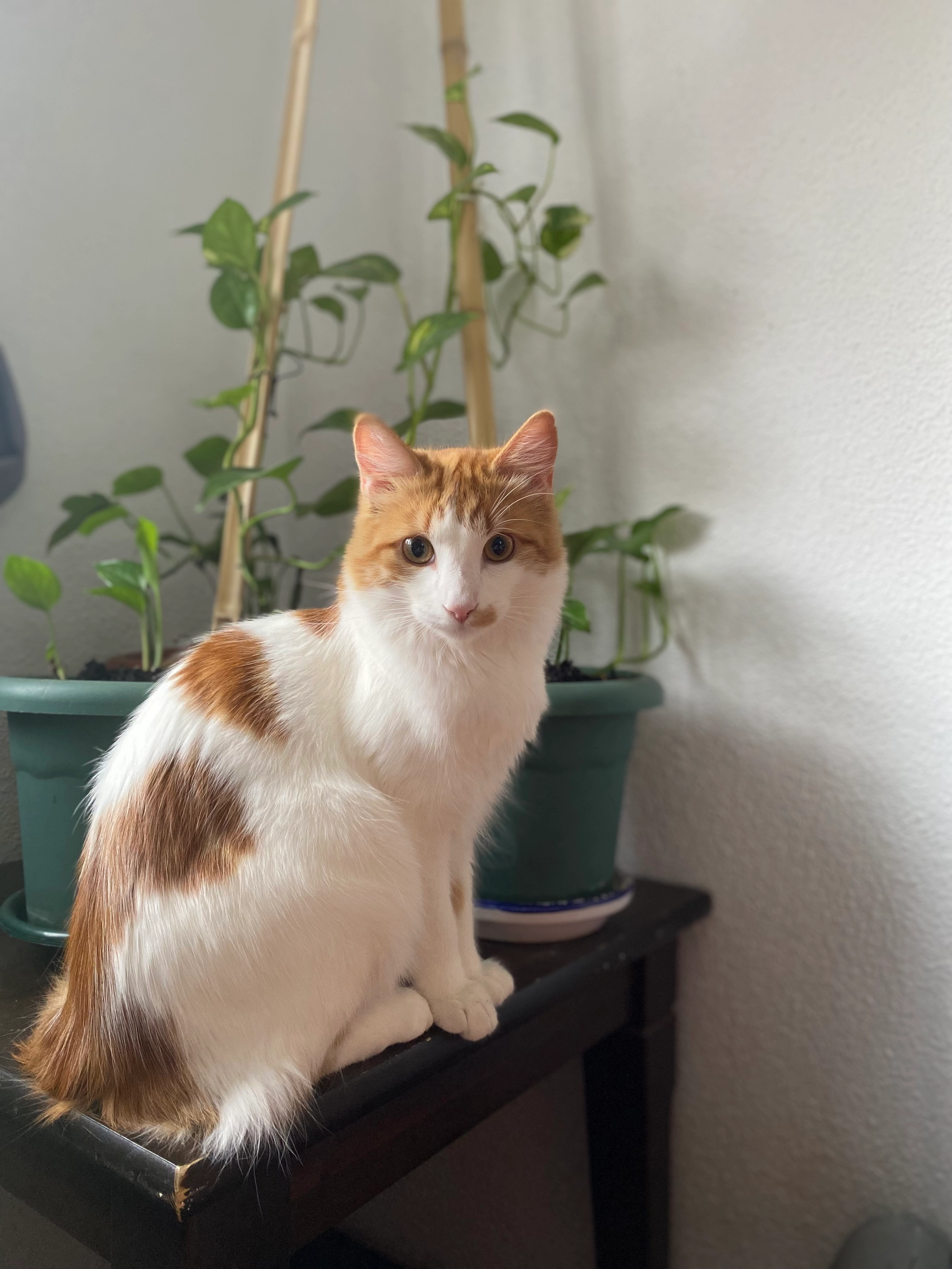 romeo - Avenida Olímpica 17, Móstoles