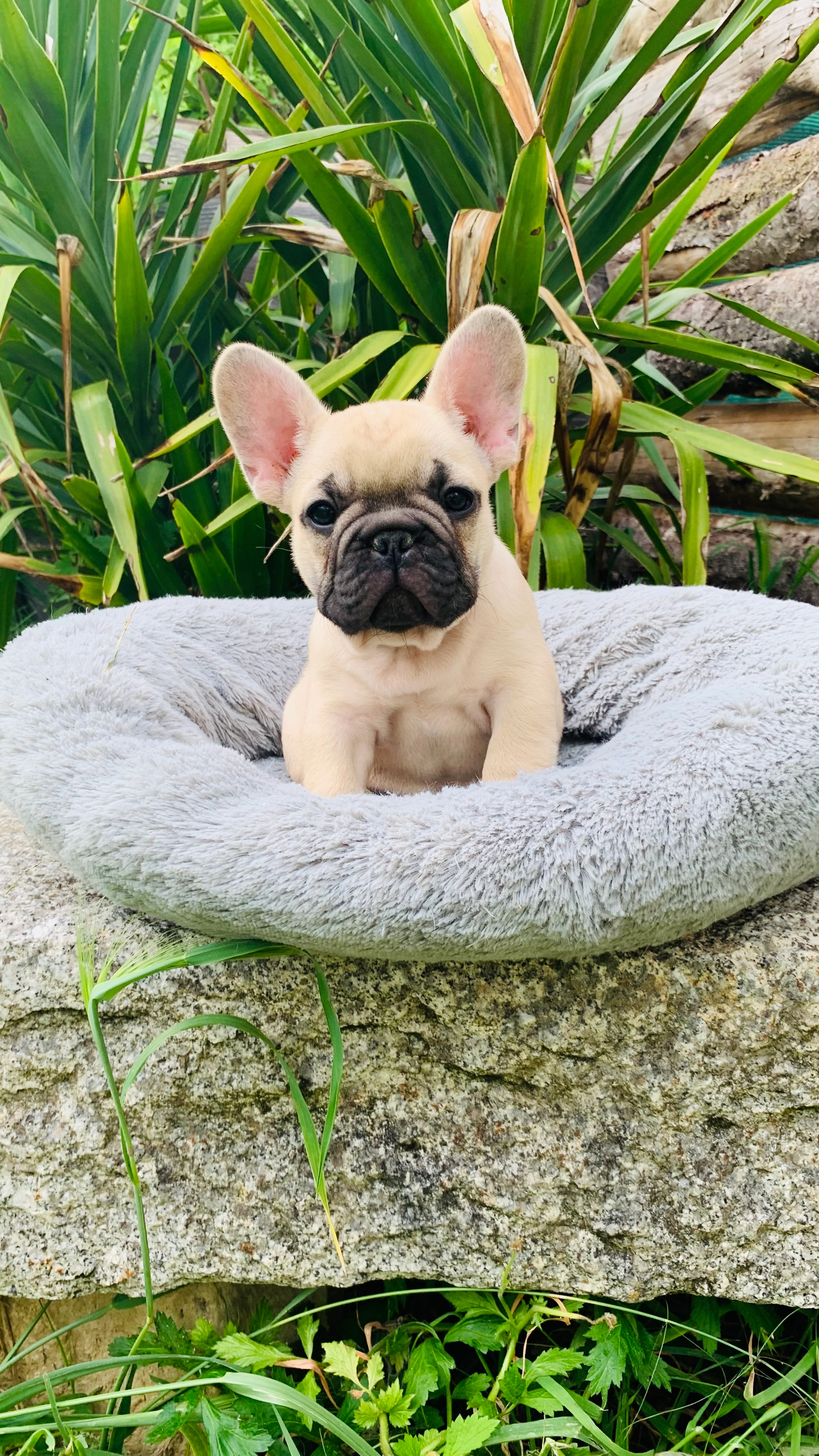 Apache - Route De Massac-Séran, Teyssode