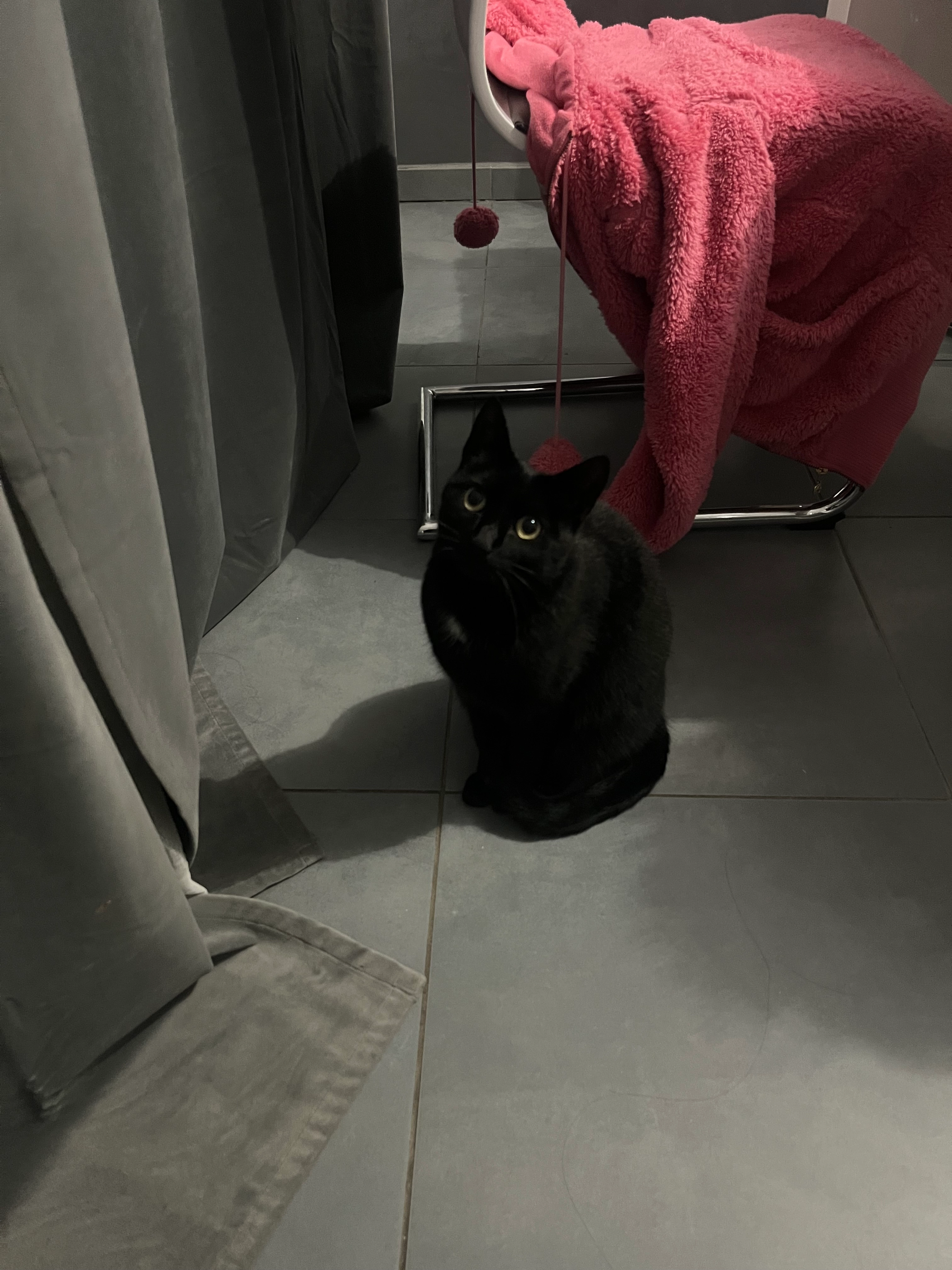 Harley  - Quai Des Perelles, Pontcharra