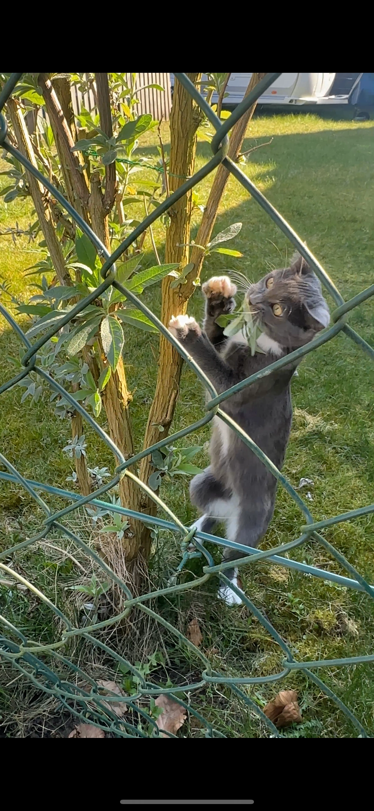 Asena  - Müschener Straße, Bad Laer
