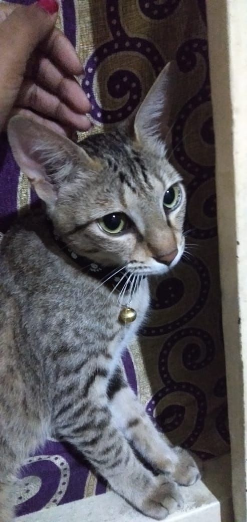 meow meow - Flyover, Nagpur