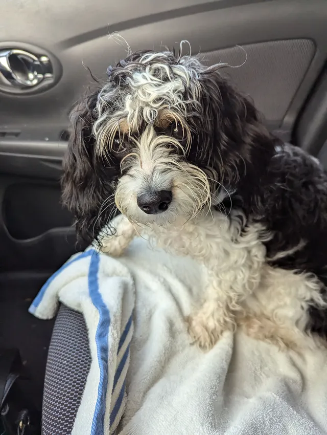 It's not our pet. We found a miss - 27519 Jean Rd, Warren