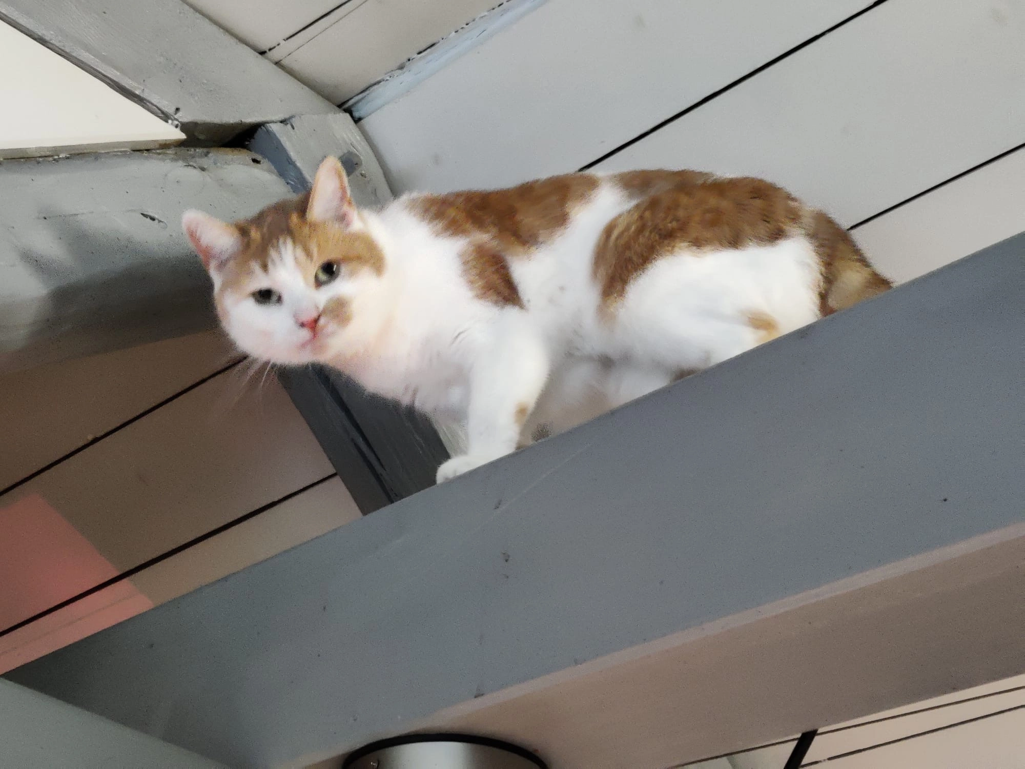 Donna - Bautzner Straße 57, Kamenz