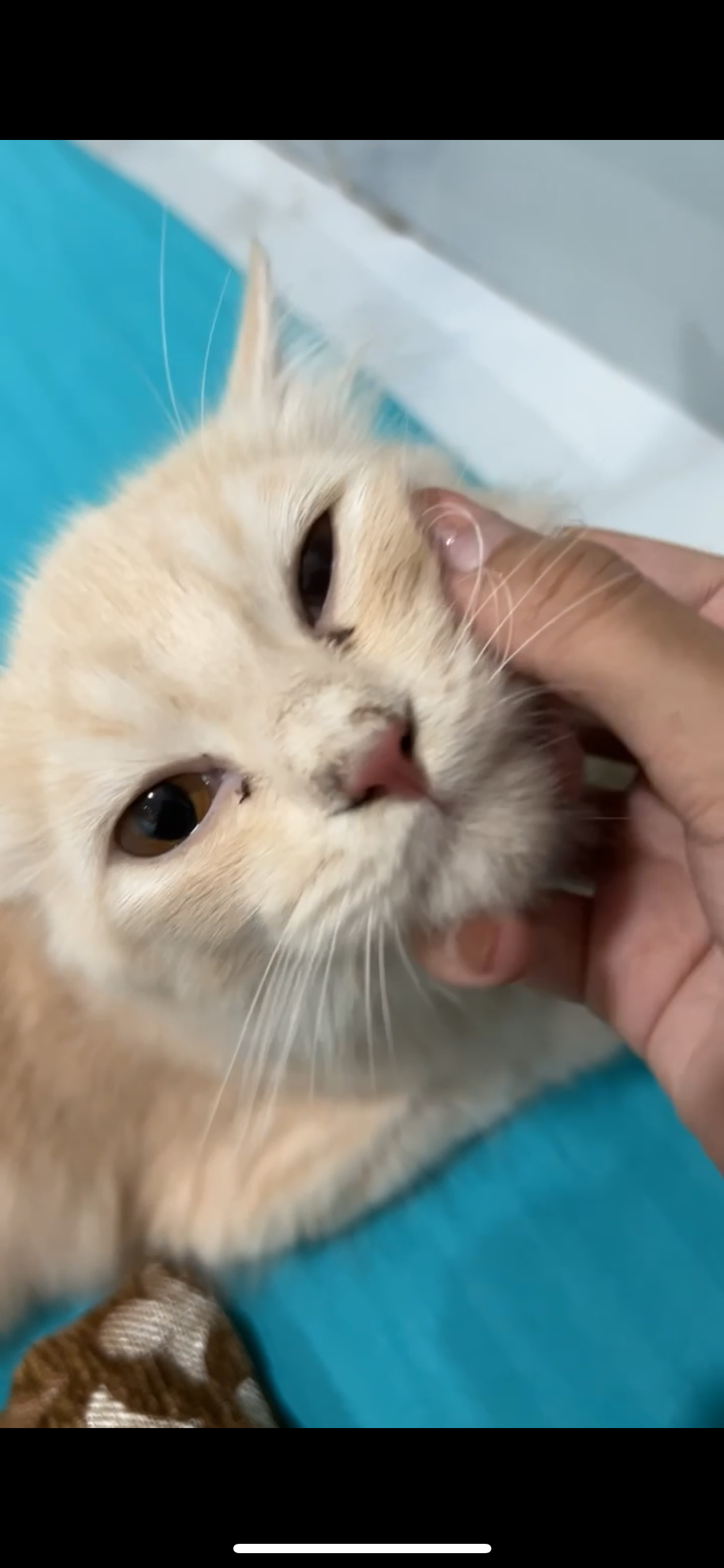 Ginger - Beckbagan Row, Kolkata