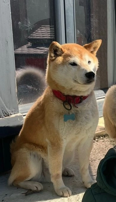 Patsy - 5 Avenue des Chèvrefeuilles, Montfermeil