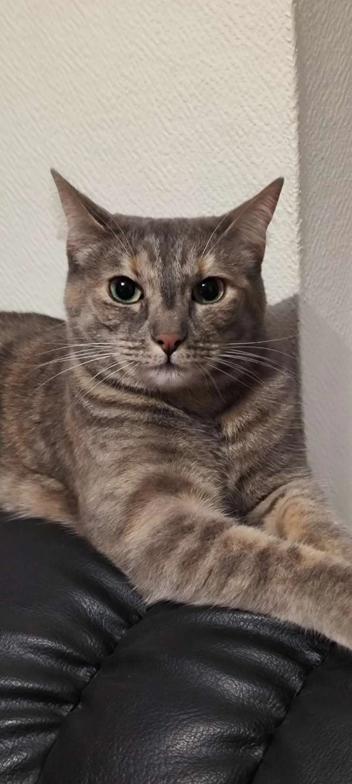 Bella - Quai Jean Jaurès, Alès