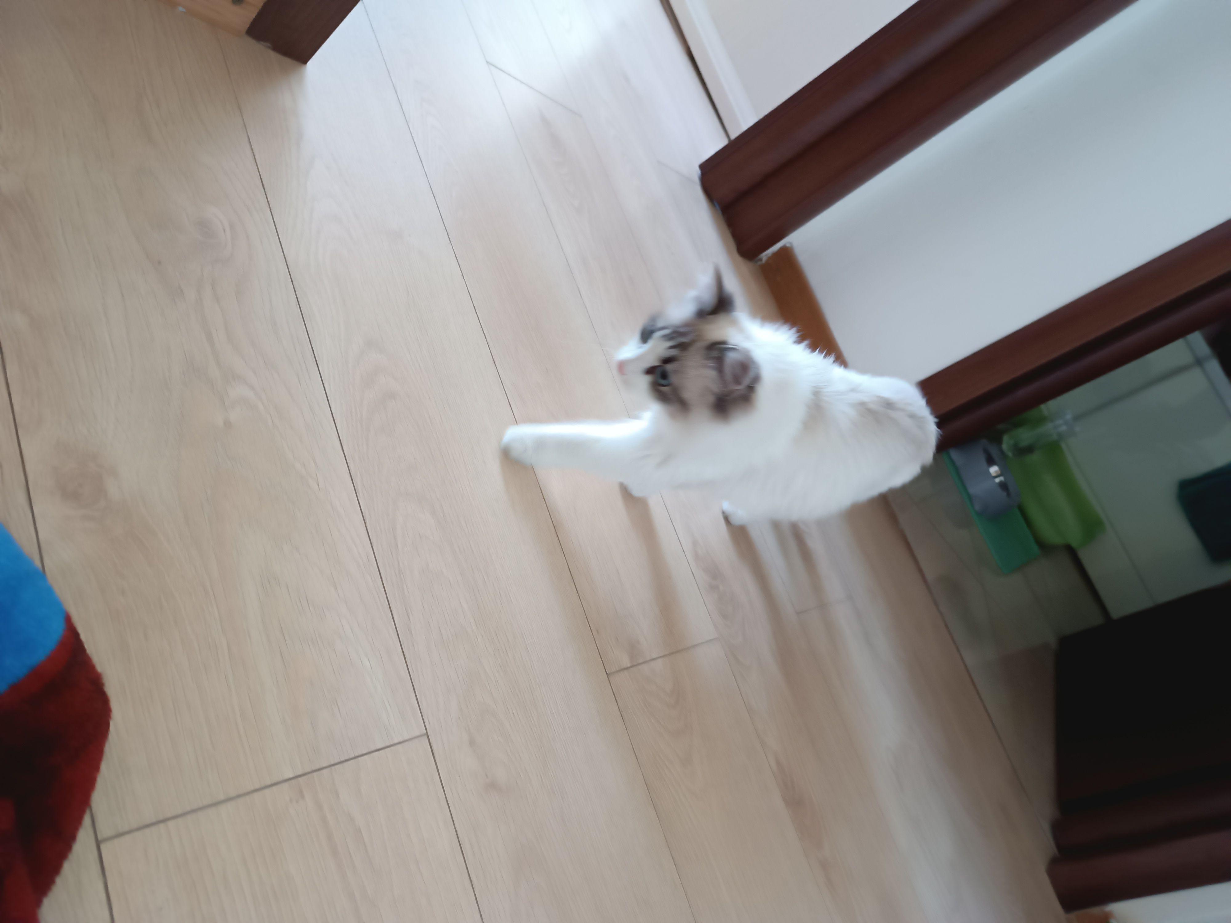 Oscar - Strada Hrisovului, Bucharest