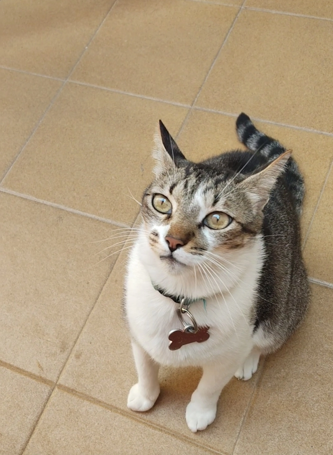 Aquiles - Calle Obispo Salgado, Cartagena