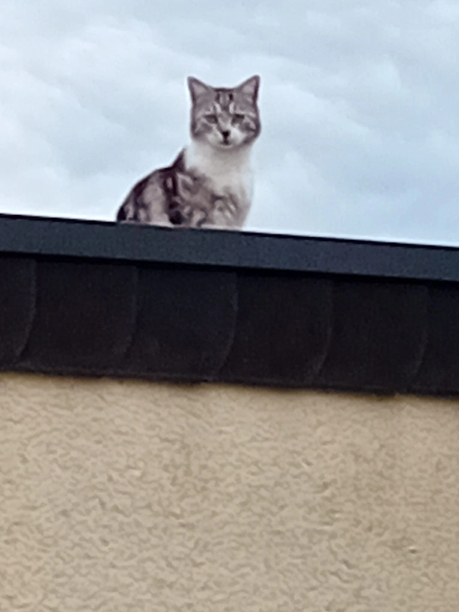 Wilma - Im Borrgarten, Wadgassen