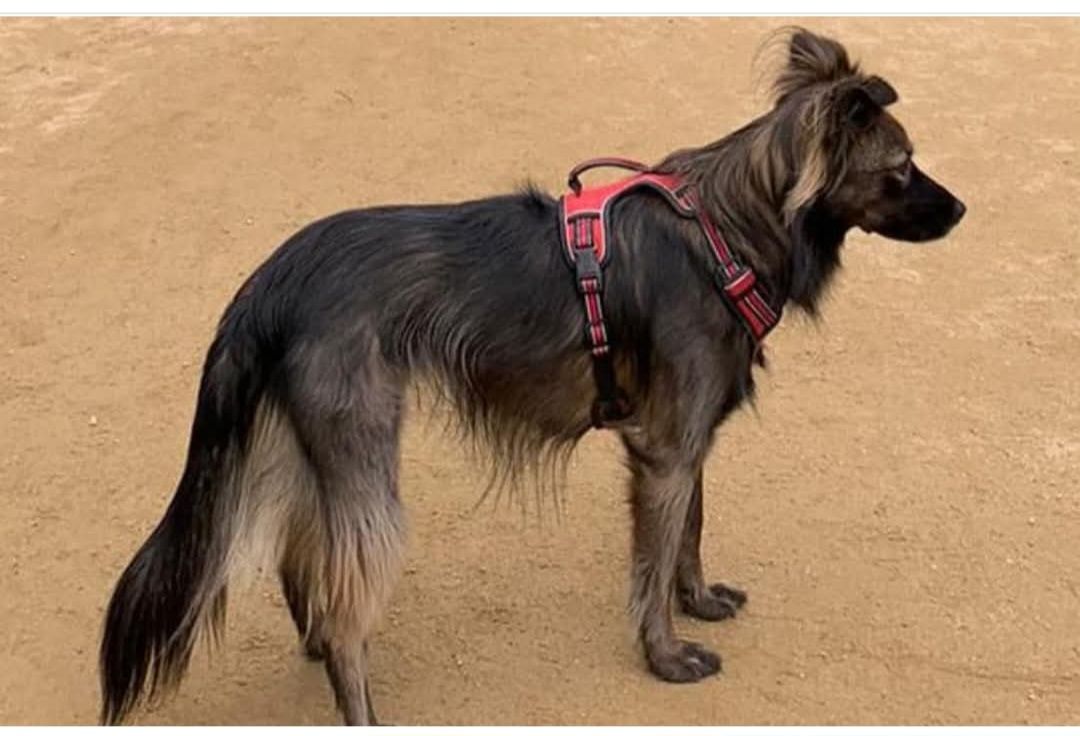 Lapa - Carretera V-21, Meliana