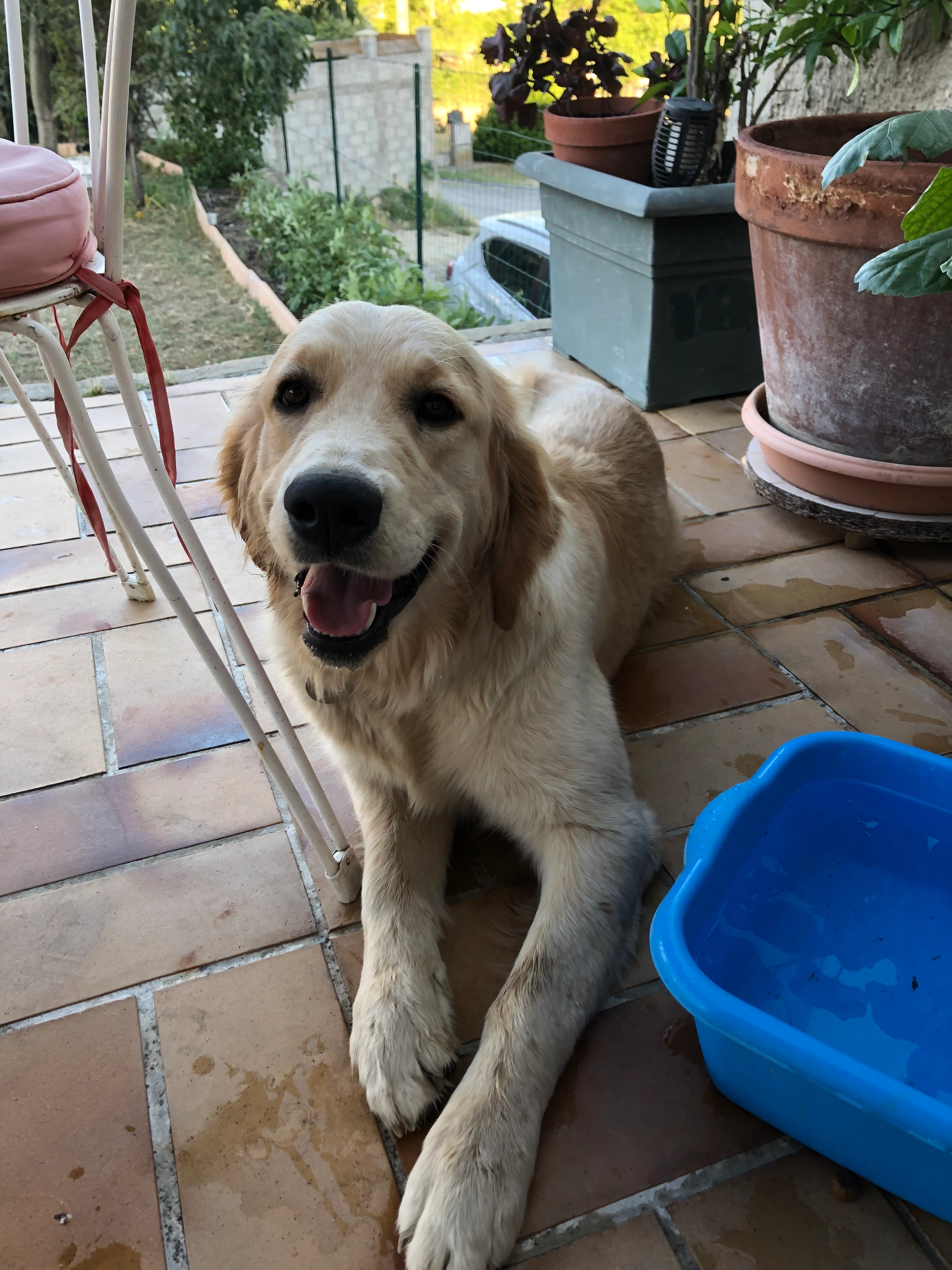 Stella et vanille  - Route des Jardins d'Althen, Althen-des-Paluds