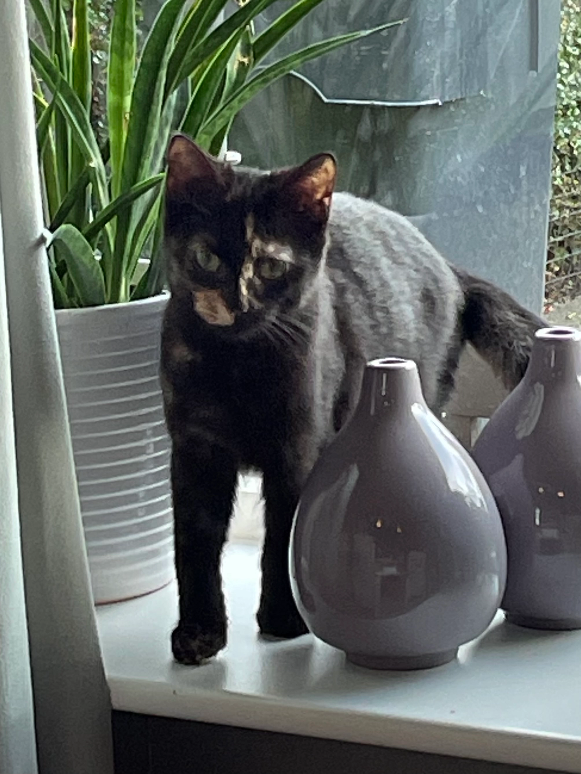 Luna - Maisveld, Delfzijl