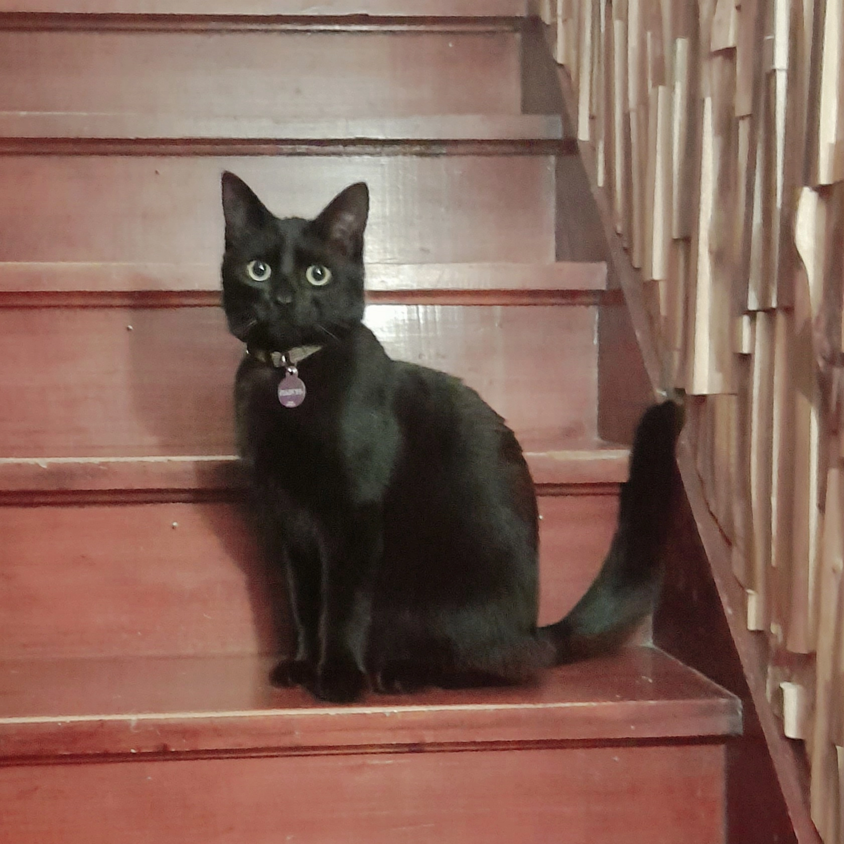 Pluto  - Rue d'Aherée 30, Walcourt