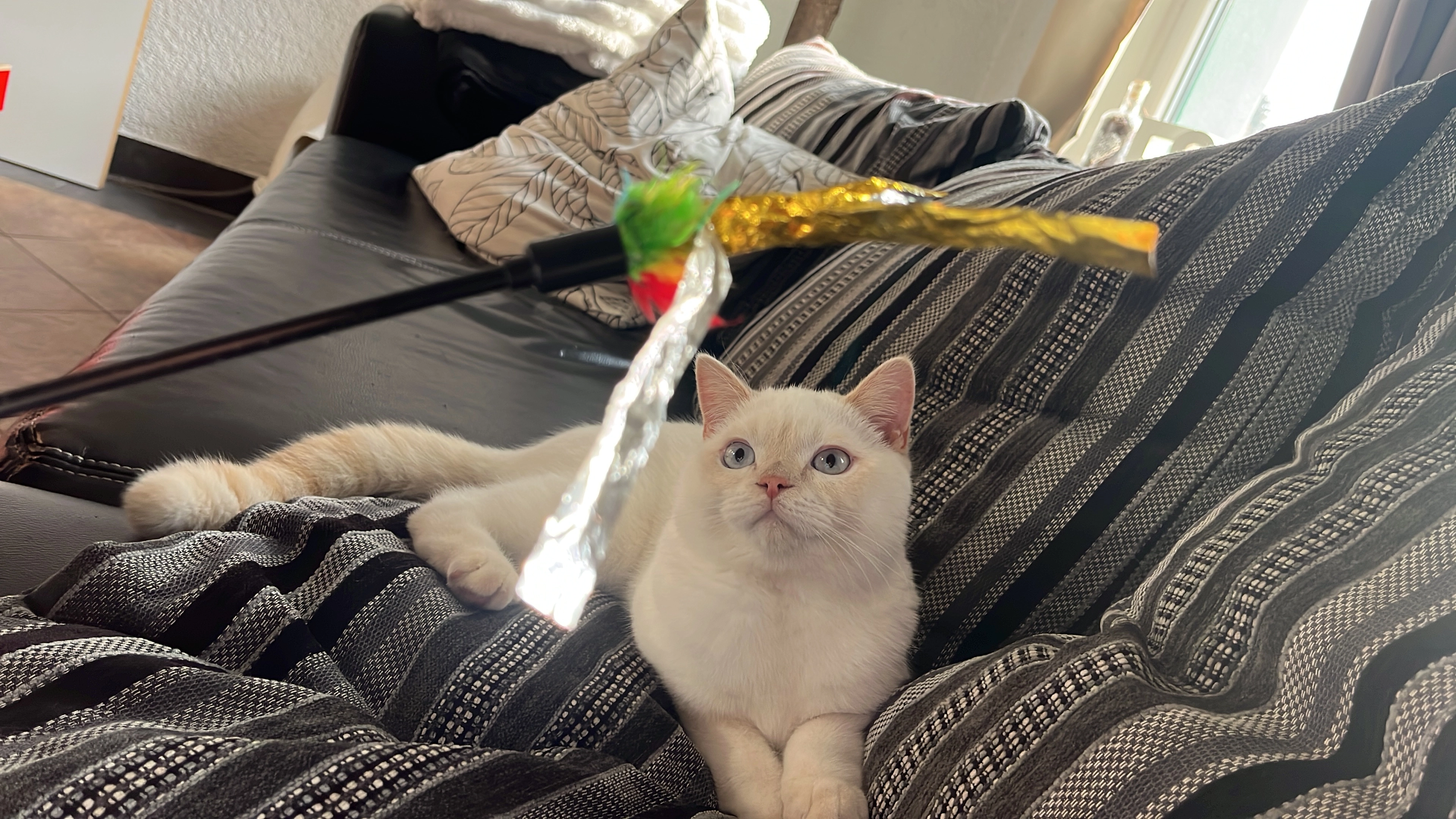 Berti - Lindenallee, Eisleben