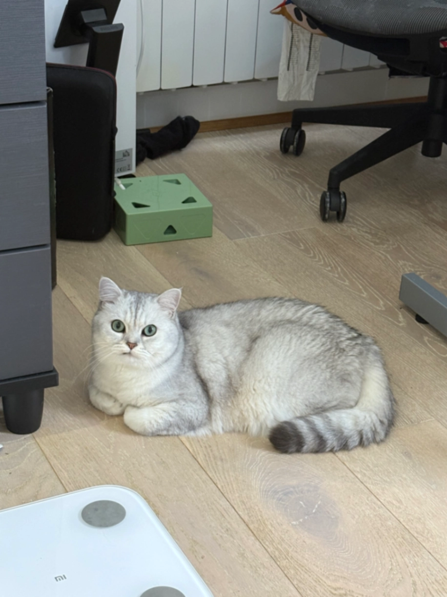 Mik - Waverley Avenue, Sutton