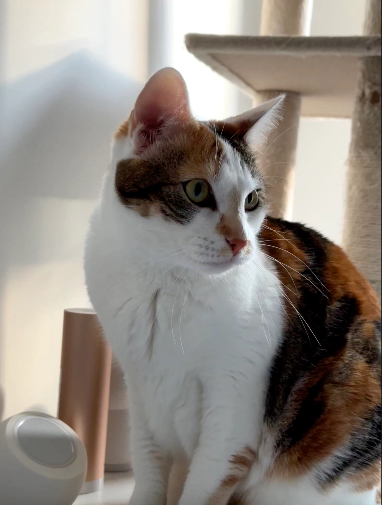 Toundra - 497 Avenue Gabriel Reynaud, Pélissanne