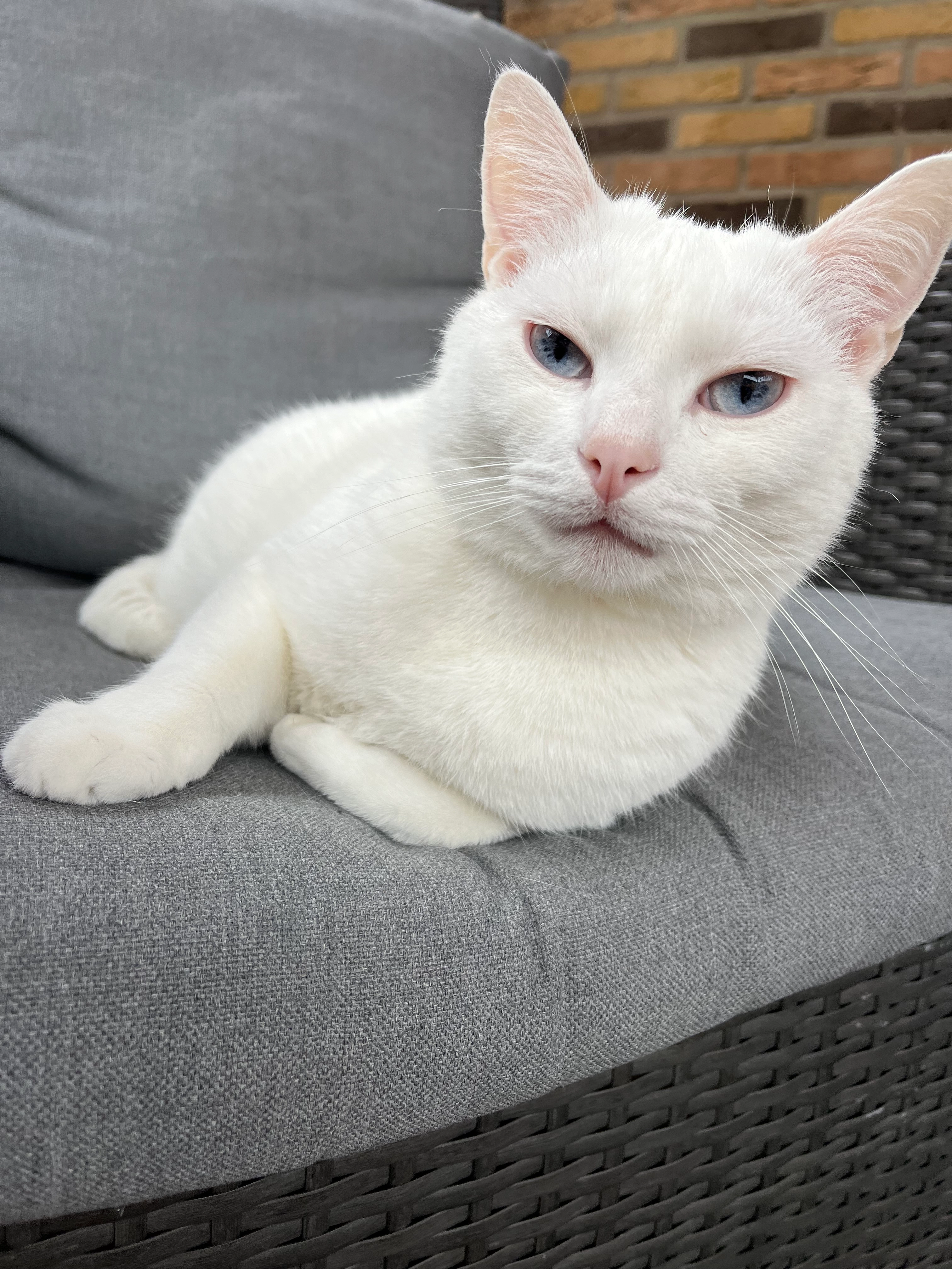 Cosmo - Beb Vuykstraat, Spijkenisse