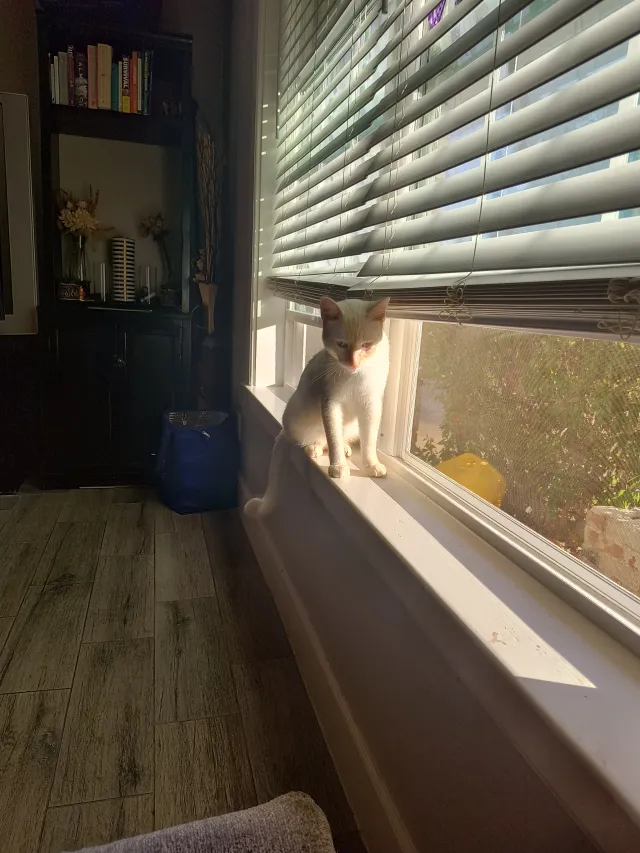 Wade Wilson - Blueberry Lane, Pasadena