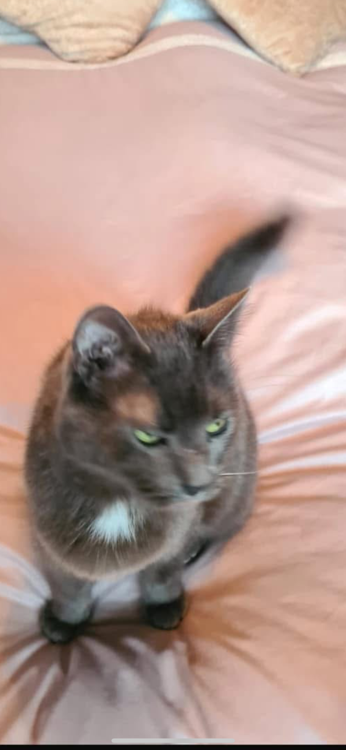 Phoebe - Carholme Avenue, Burnley