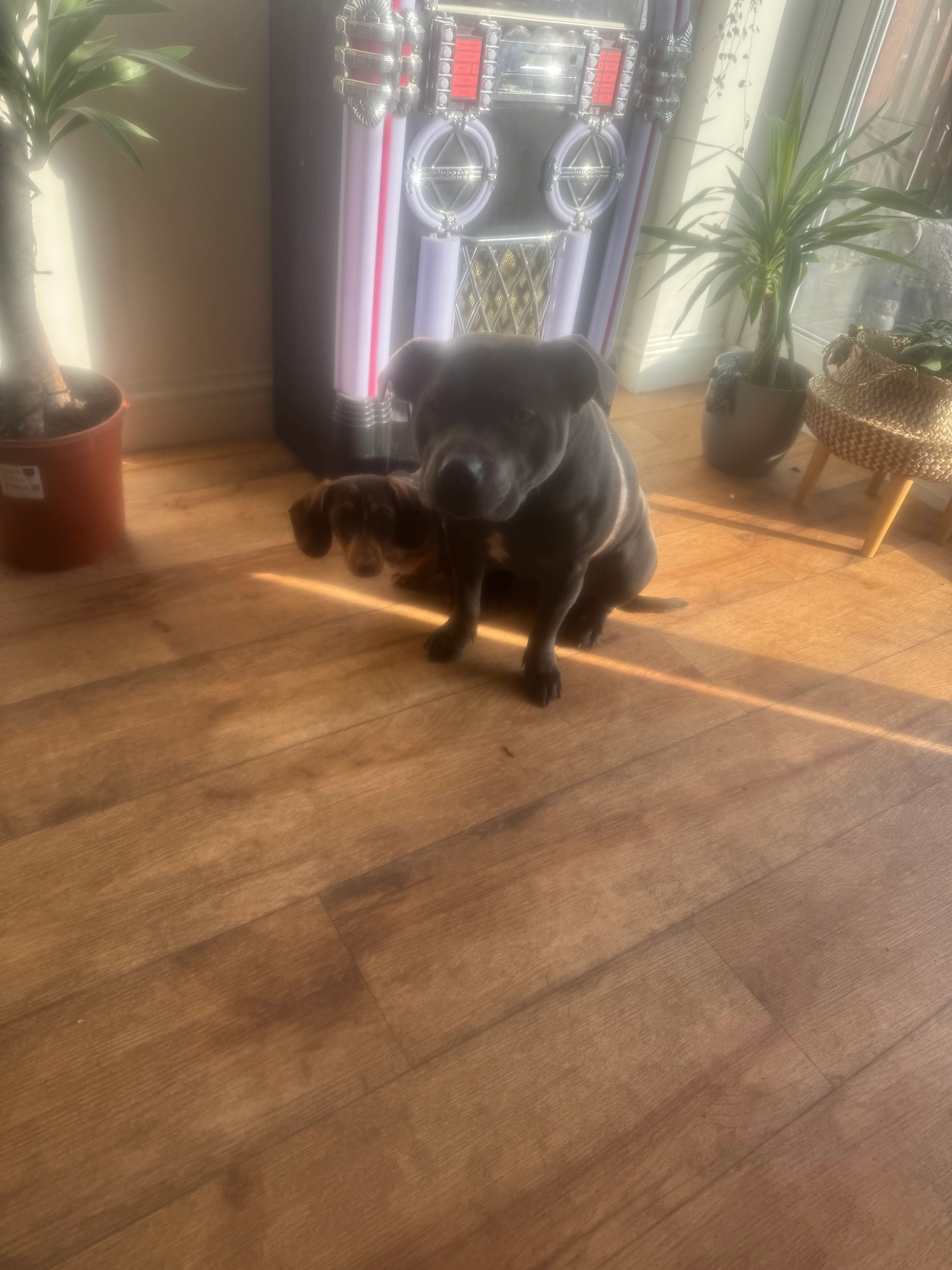 Luna - Awkley Lane, Bristol