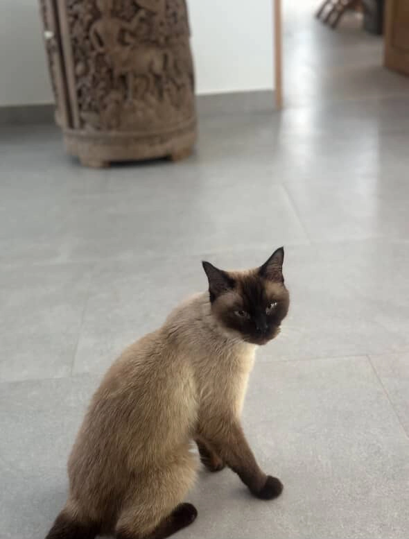 Puddy - Had Lamai, Ko Samui