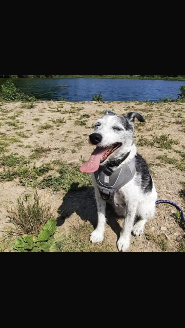 Zack - Kwinten, Voeren