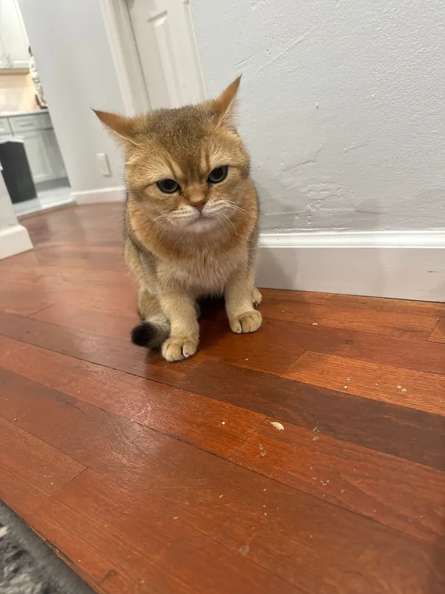 Simba - 796 Carman Ave, Westbury