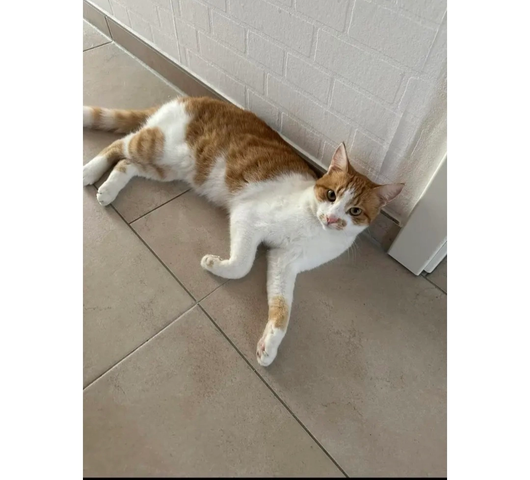 Zoe - An der Falkenwiese, Lübeck