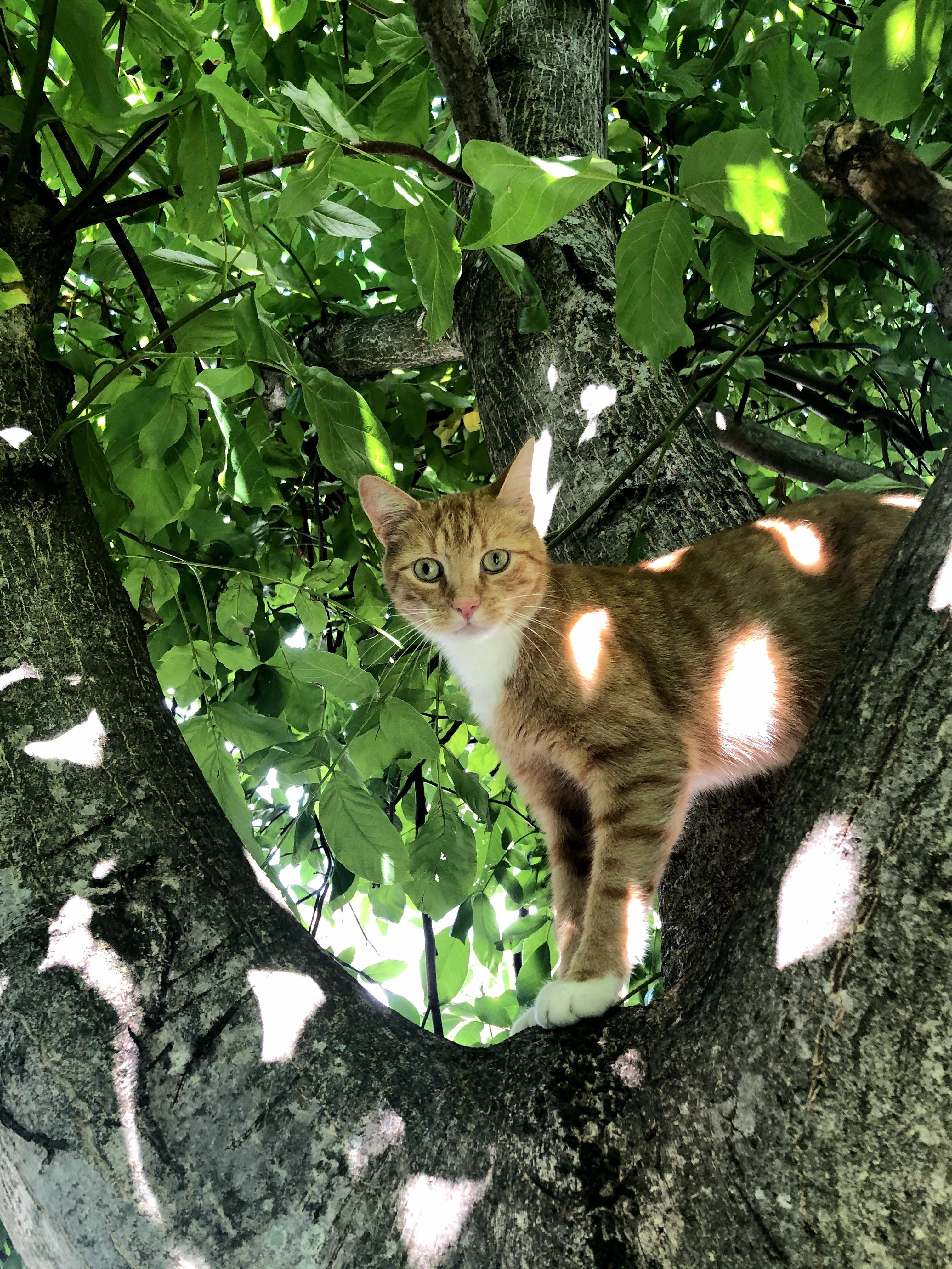 Clyde - Hohbaumweg, Bühl