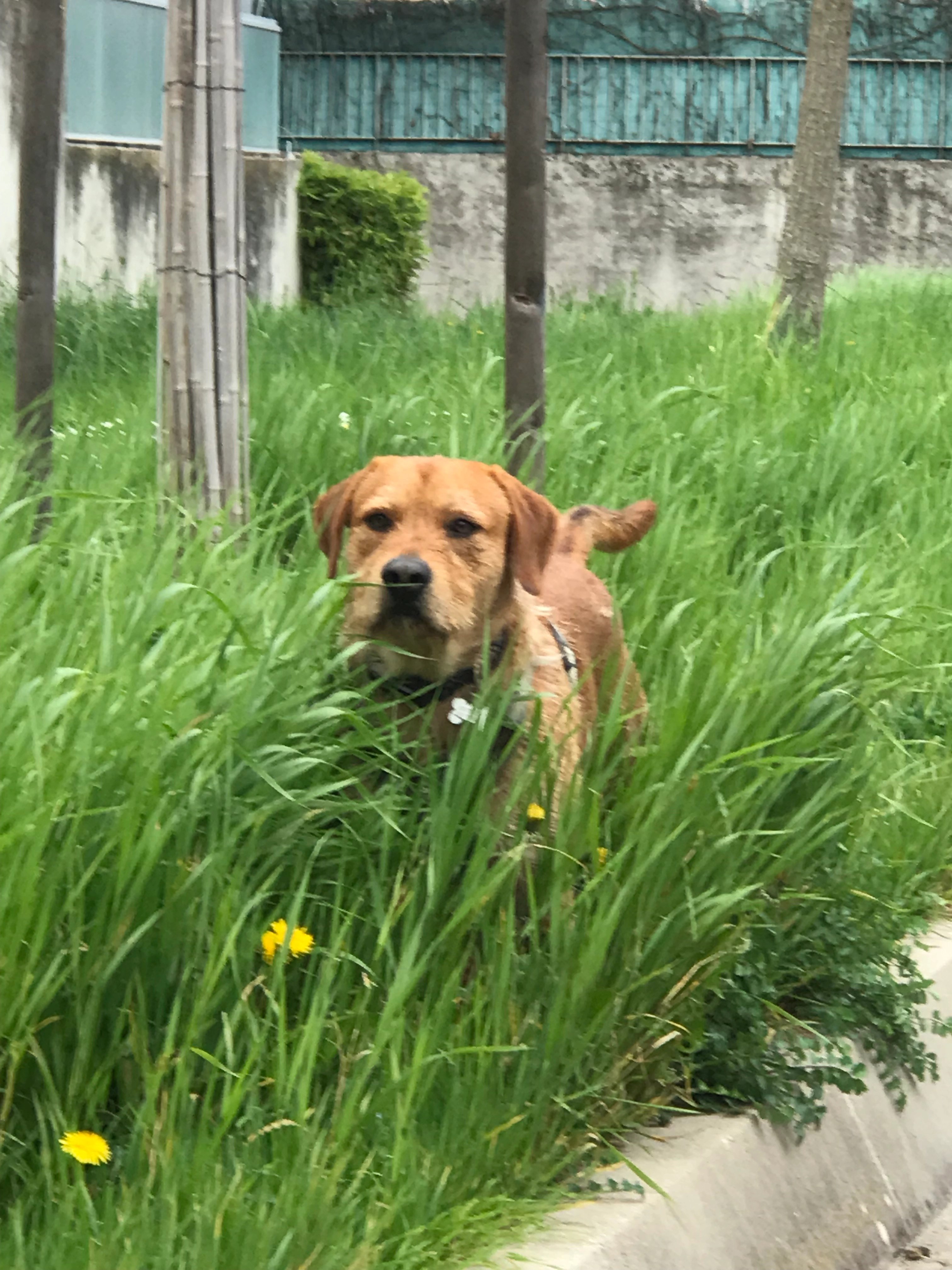 Happy - Chemin Des Grands Essards, Fontanil-Cornillon